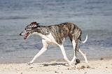 WHIPPET 319